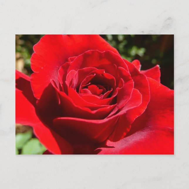 Cartão Postal Flor Rosa vermelha Brilhante Floral (Frente)