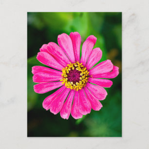 Cartão Postal Flor rosa Zinnia