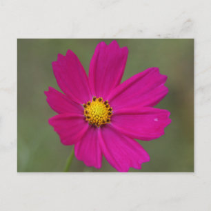 Cartão Postal flor roxa