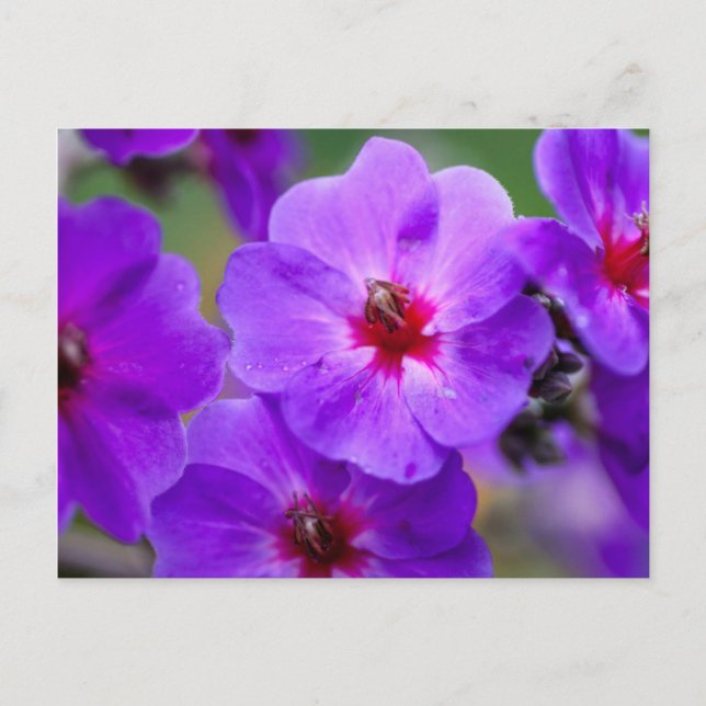 Cartão Postal Flor roxa (Frente)