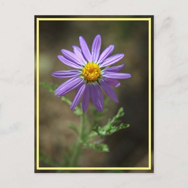 Cartão Postal flor roxa (Frente)