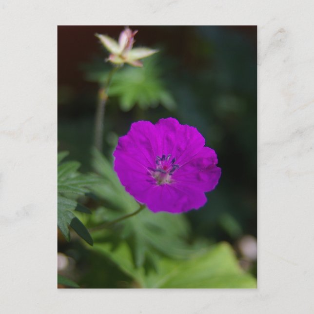 Cartão Postal Flor Roxa (Frente)
