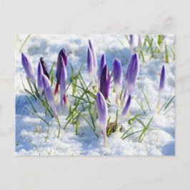 Cartão Postal Flor roxa do açafrão na neve Frost
