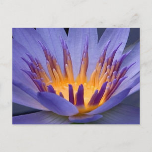 Cartão Postal Flor roxa e Dourada