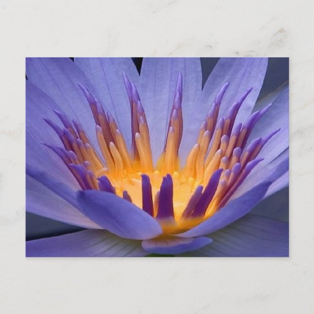 Cartão Postal Flor roxa e Dourada (Frente)