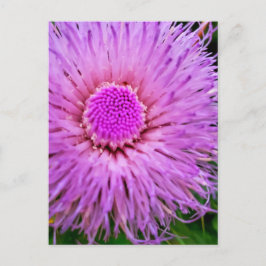 Cartão Postal Flor roxa e rosa