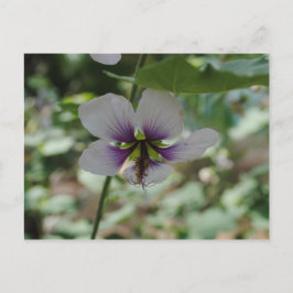 Cartão Postal Flor Roxo