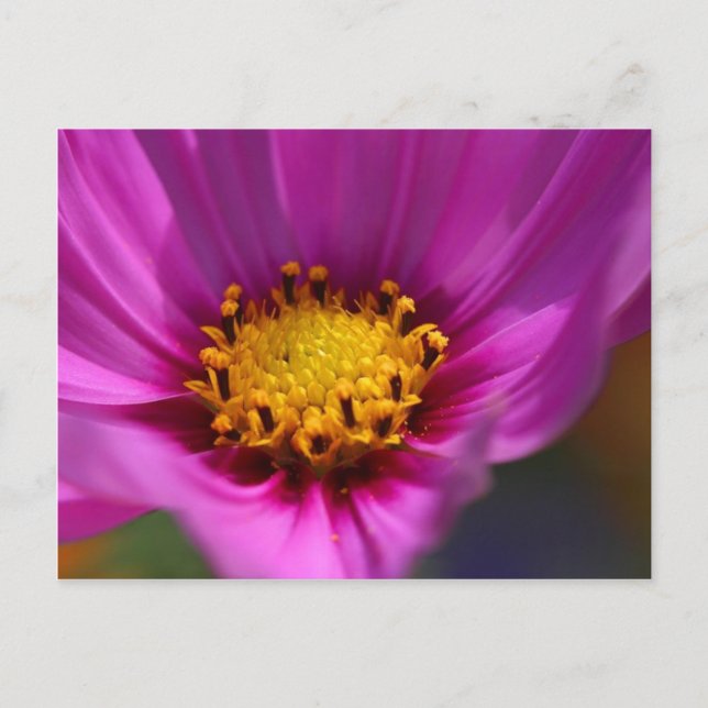 Cartão Postal Flor Roxo (Frente)