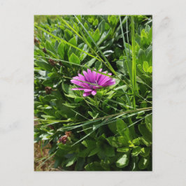Cartão Postal Flor Roxo