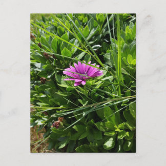 Cartão Postal Flor Roxo