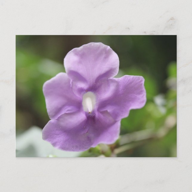 Cartão Postal Flor Roxo # 3 (Frente)
