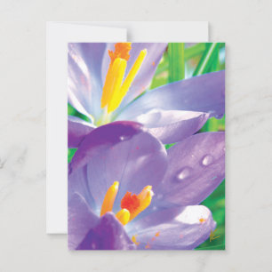 Cartão Postal Flor Roxo Com Natureza Elegante Dew