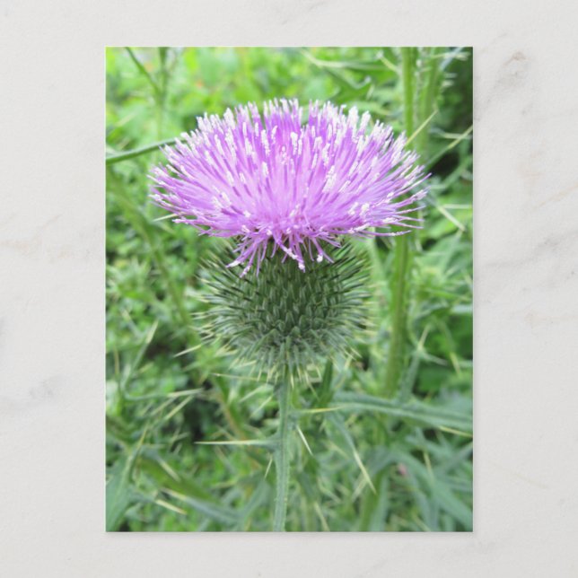 Cartão Postal Flor Roxo Com Penteado (Frente)