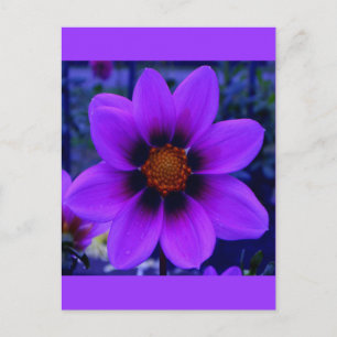 Cartão Postal Flor Roxo do Smuro na Boca