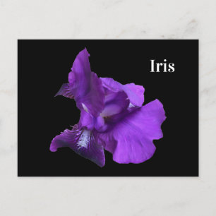 Cartão Postal Flor Roxo-Íris