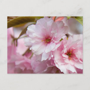 Cartão Postal Flor Sakura Rosa