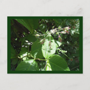 Cartão Postal Flor selvagem