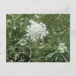 Cartão Postal Flor selvagem