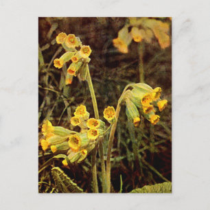 Cartão Postal Flor selvagem: Cowslip