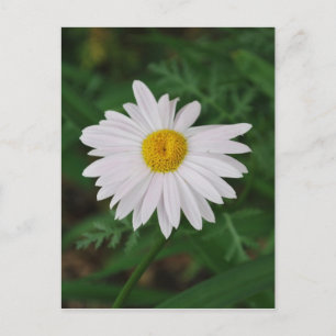 Cartão Postal Flor Selvagem da Placa de Posto Branca