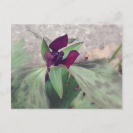Cartão Postal Flor selvagem florescente