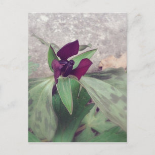 Cartão Postal Flor selvagem florescente