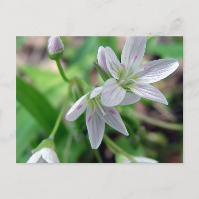 Cartão Postal Flor silvestre (Frente)