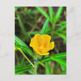 Cartão Postal Flor Silvestre Amarela Brilhante com Gotículas de