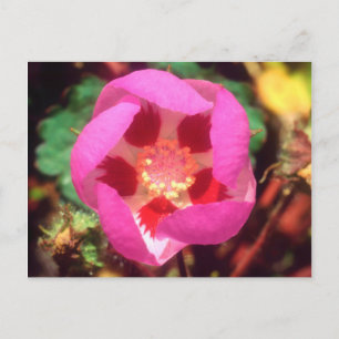 Cartão Postal Flor Silvestre Desert Five Spot
