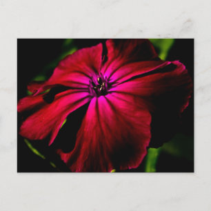 Cartão Postal Flor Silvestre Roxa pccnm