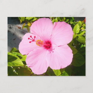 Cartão Postal Flor Tropical de Hibiscus Rosa