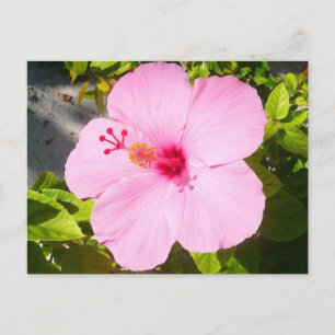 Cartão Postal Flor Tropical de Hibiscus Rosa