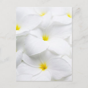 Cartão Postal Flor Tropical Hawaiana, Frangipani, Plumeria Branc