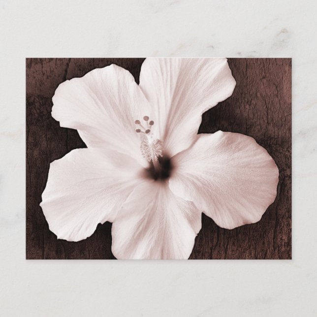 Cartão Postal Flor Tropical Sepia Sepia, Hibisco Branco do Havaí (Frente)