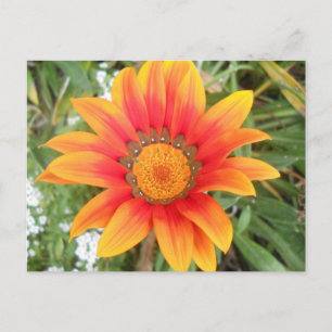 Cartão Postal Flor única laranja brilhante