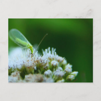 Cartão Postal Flor Verde com Flor Boneset