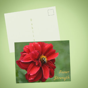 Cartão Postal Flor Vermelha de Dahlia e Abelha Fotografia