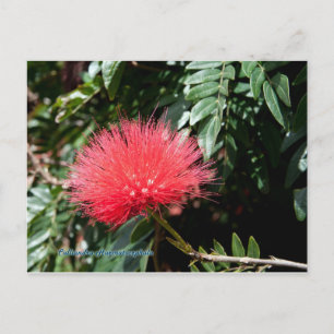 Cartão Postal Flor Vermelho - Calliandra