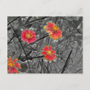Cartão Postal Flor Vermelho Doce