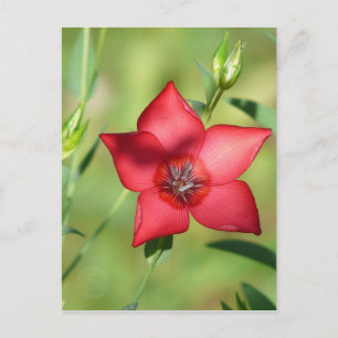 Cartão Postal Flor Vermelho solteiro em Verde