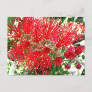 Cartão Postal Flor Vermelho Tropical