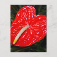 Flor Vermelho Tropical