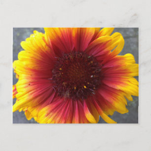 Cartão Postal Flor vibrante