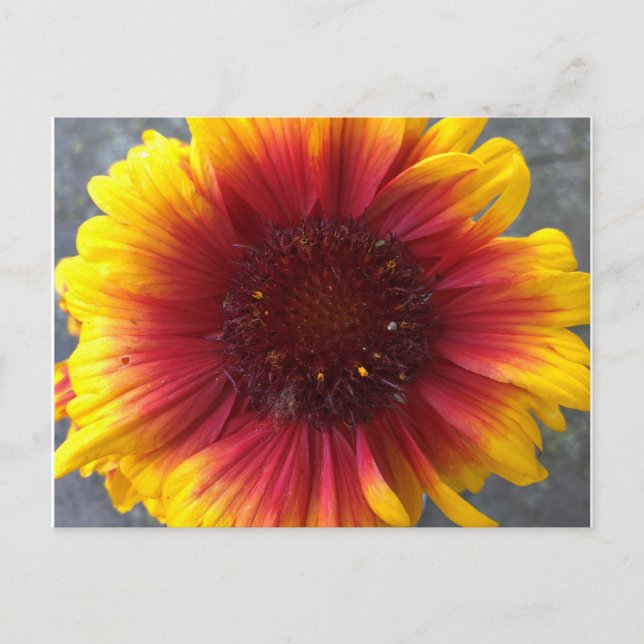 Cartão Postal Flor vibrante (Frente)