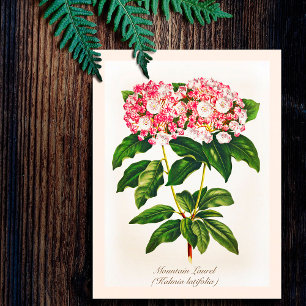 Cartão Postal Flor Vintage de Laurel de Montanha Botânica