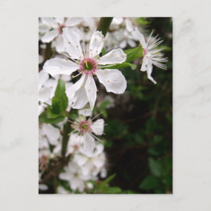 Cartão Postal Flor White Blackthorne