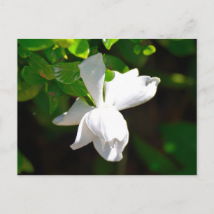 Cartão Postal Flor White Gardenia