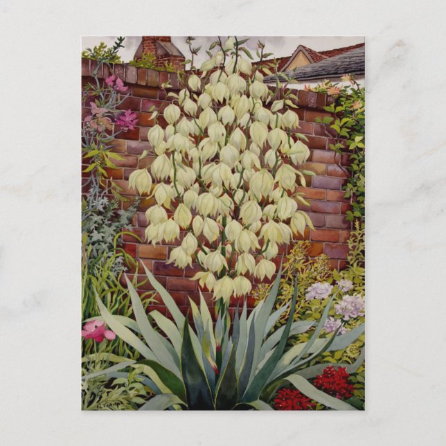 Cartão Postal Flor Yucca (Frente)