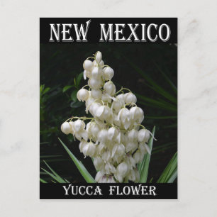 Cartão Postal Flor Yucca no Novo México