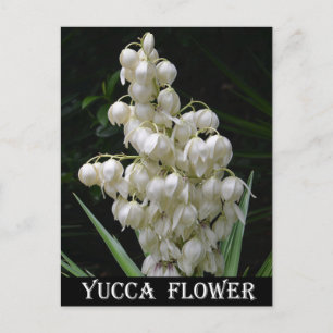 Cartão Postal Flor Yucca no Novo México